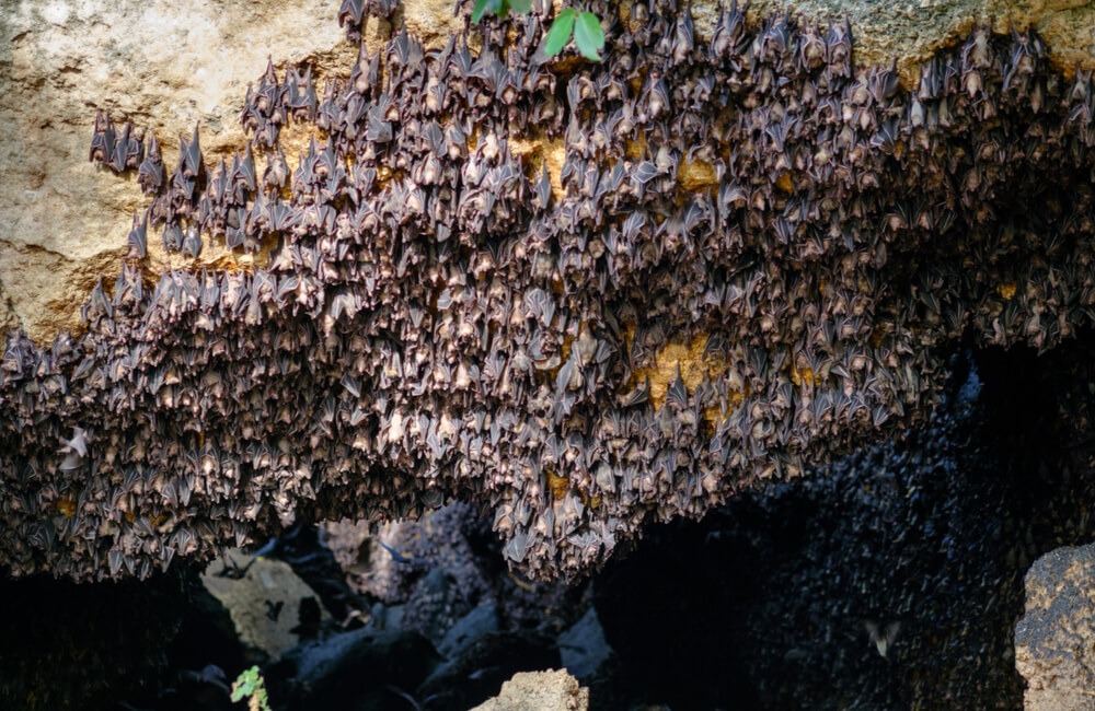 A Bat Colony @MilletStudio / Shutterstock.com