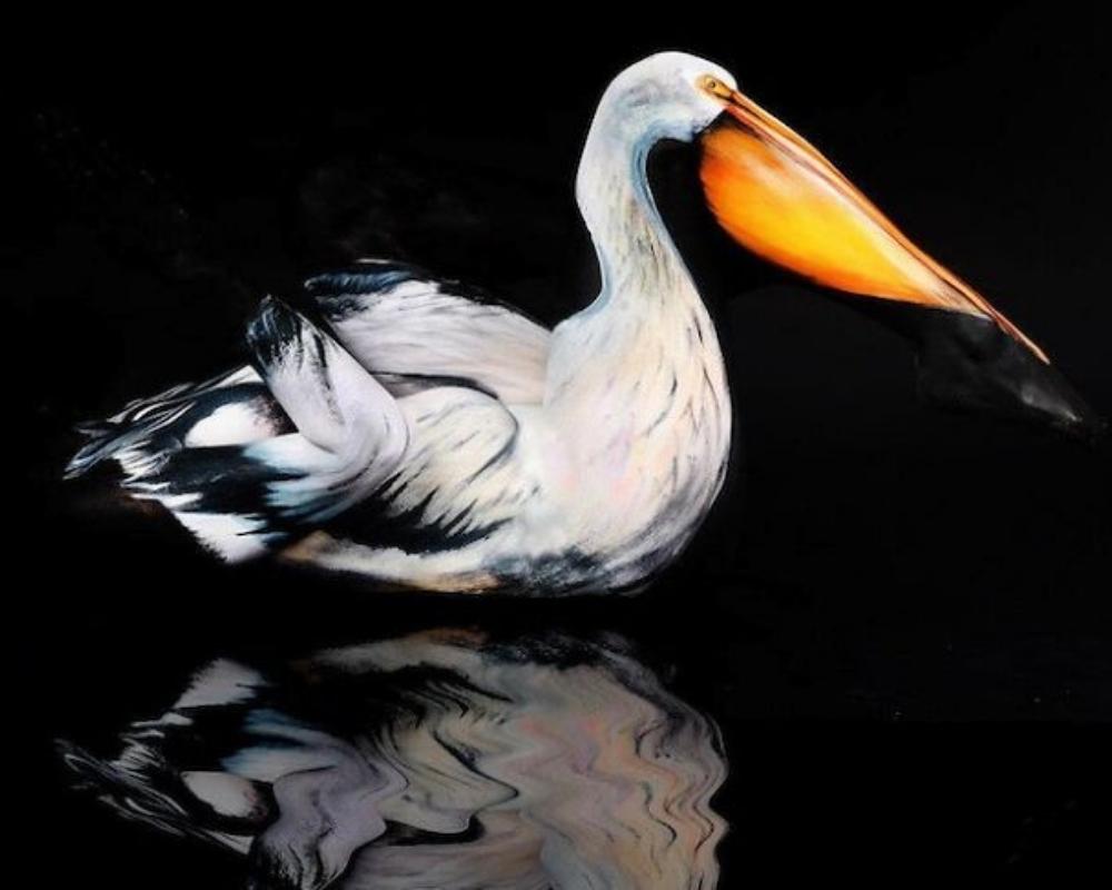 There is a lot more to this pelican than meets the eye