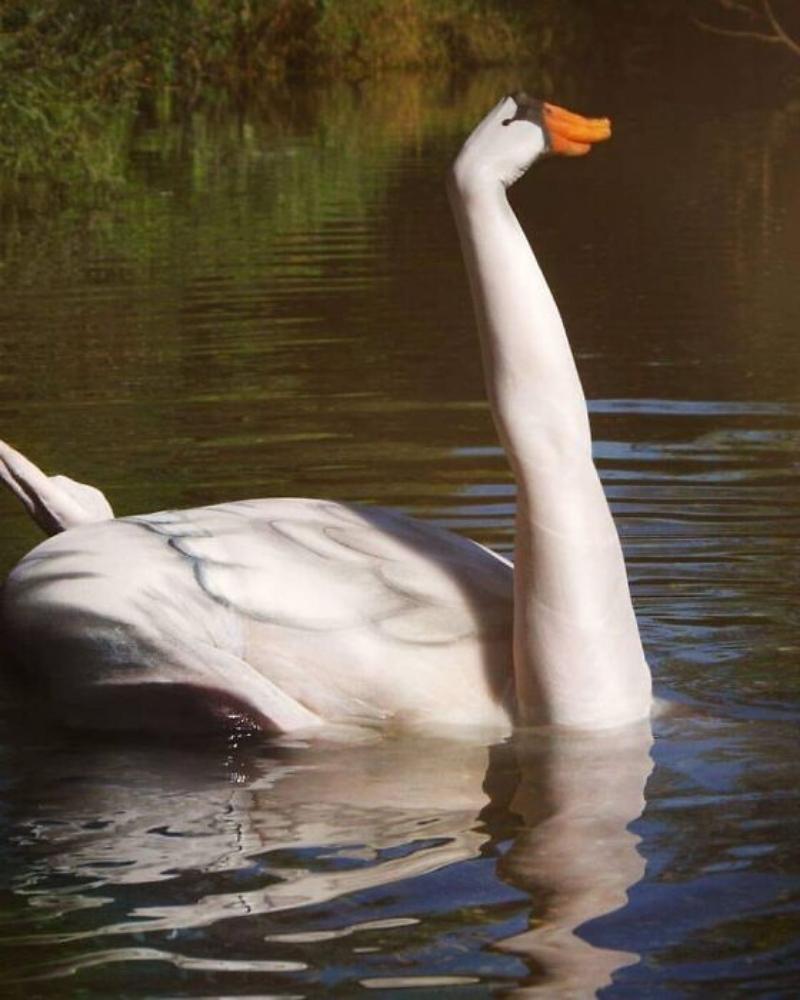 This isn’t your average swan swimming on the lake